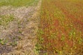 Effect of herbicide in agriculture