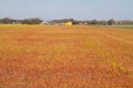 Effect of herbicide in agriculture Royalty Free Stock Photo