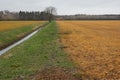 Effect of herbicide on grass