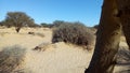 The effect of lack of rain on the spiny acacia trees on the flanks of desert valleys Royalty Free Stock Photo