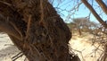 The effect of lack of rain on the spiny acacia trees on the flanks of desert valleys Royalty Free Stock Photo