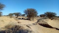The effect of lack of rain on the spiny acacia trees on the flanks of desert valleys Royalty Free Stock Photo