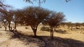 The effect of lack of rain on the spiny acacia trees on the flanks of desert valleys Royalty Free Stock Photo