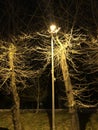 The effect of the lamp on deciduous trees.