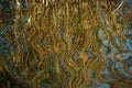 The effect of reflection. The stems of reeds are reflected on the wavy water