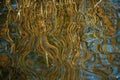 The effect of reflection. The stems of reeds are reflected on the wavy water