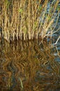 The effect of reflection. The stems of reeds are reflected on the wavy water