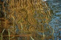 The effect of reflection. The stems of reeds are reflected on the wavy water