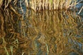 The effect of reflection. The stems of reeds are reflected on the wavy water