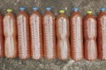 Effective Microorganisms water EM that agriculturist make from organic fertilizers in bottle. Royalty Free Stock Photo