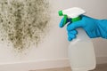 Effective Mold Removal Techniques: A Step-by-Step Guide to Using Cleaning Solutions Royalty Free Stock Photo