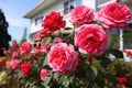 Effective Pest Control Methods For Roses In Your Garden Royalty Free Stock Photo