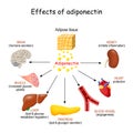 Effects of adiponectin