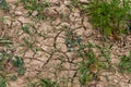 Effects of the climate change visible in Maastricht with dry soil and low ground water levels