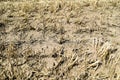 The effects of drought, dried field in the summer.