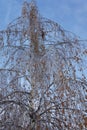 The effects of the freezing rain, the aggrieved birch