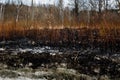 Effects of grass fire on soils. Charred plants after a spring fire. Black surface of the rural field with a burned grass. Royalty Free Stock Photo