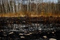 Effects of grass fire on soils. Charred plants after a spring fire. Black surface of the rural field with a burned grass. Royalty Free Stock Photo