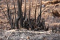 Effects of grass fire on soils. Charred grass after a spring fire. Black surface of the rural field with a burned grass. Royalty Free Stock Photo