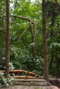 Effects of hurricane-force winds. Broken trunks and broken tall trees lie on ground in park Royalty Free Stock Photo