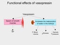 Effects of vasopressin