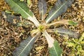 Effects of weedkiller on natural plants Royalty Free Stock Photo