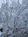 Snow covered tree Royalty Free Stock Photo