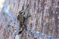 Efferia Robber Fly On A Tree Royalty Free Stock Photo
