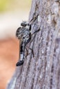 Efferia Robber Fly On A Tree, Closeup Macro Royalty Free Stock Photo
