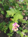 efficacious herbal plant flower lantana camara