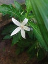 The efficacious white isotoma longiflora