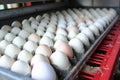 Efficient conveyor for eggs. Modern system for smooth and reliable transport