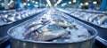 Efficient conveyor in seafood plant moves fresh fish amidst busy production and gleaming machinery
