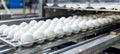 Efficient egg sorting machine in a commercial production facility optimizing operations