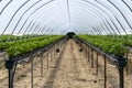 Efficient farming, rows of strawberry plants in a greenhouse with watering system. The irrigation system delivers water and