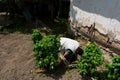 Efficient Garden Irrigation: Man Connecting Water Hose in Manhole for Springtime Garden Royalty Free Stock Photo