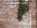 Efflorescence on brick wall