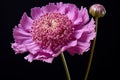 Efflorescent Purple scabious flower. Generate ai