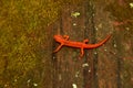 Eft salamander on mossy log Royalty Free Stock Photo