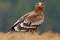 Egale sitting in the grass. Bird in forest. Steppe Eagle, Aquila nipalensis, sitting in the grass on meadow, forest in background.