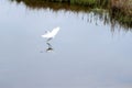 A Snowy Egret lands on the greenway river on Amelia Island Royalty Free Stock Photo