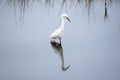 Snowy Egret patiently explores the water for food Royalty Free Stock Photo