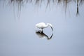 A Snowy Egret looks below the water for its prey Royalty Free Stock Photo