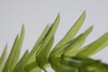 Egeria densa / Brazilian waterweed isolated on white