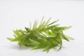 Egeria densa / Brazilian waterweed isolated on white