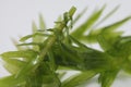 Egeria densa / Brazilian waterweed isolated on white