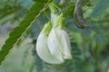 egetable Humming Bird Sesban Agasta of Thailand .It herb has properties that resist disease Royalty Free Stock Photo