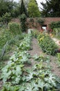 Egetables growing n the walled kitchen garden