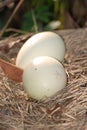 Egg