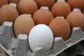Egg Royalty Free Stock Photo